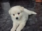 Pomeranian Puppies