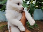 Pomeranian Puppy