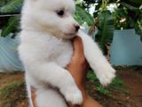 Pomeranian Puppy