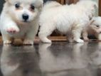 Pomeranian Puppies