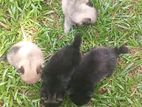 Pomeranian Puppies