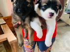 Pomeranian Puppies