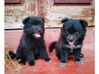 Pomeranian Puppies