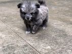 Pomeranian Puppy