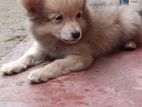 Pomeranian Puppy