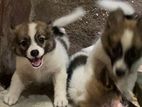 Pomeranian Puppies