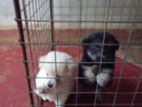 Pomeranian Puppy