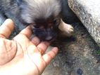 Pomeranian Puppies