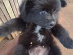 Pomeranian Puppy