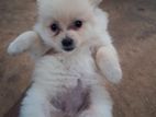 Pomeranian Puppies