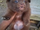 Pomeranian Puppies