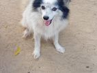 Pomeranian Puppy
