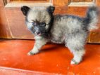 Pomeranian Puppy