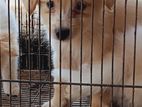 Pomeranian Puppy