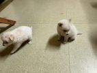 Pomeranian Puppies
