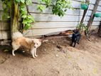 pomeranian