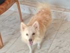 Pomeranian