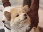Pomeranian Puppy