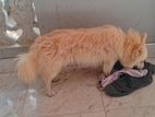 Pomeranian