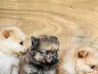 pomeranian