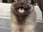 Pomeranian