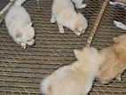 Pomeranian Puppy