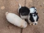 Pomeranian
