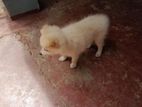 Pomeranian