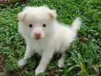 Pomeranian Dog