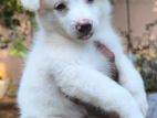 Pomeranian Puppies