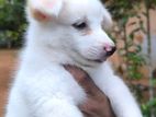 Pomeranian Puppies