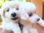 Pomeranian Puppies
