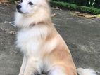 Pomeranian puppy
