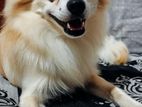 Pomeranian Dog
