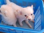 Pomeranian Puppies