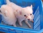 Pomeranian