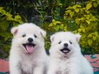 Pomeranian