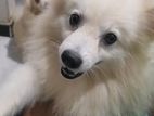 Pomeranian Dog for Crossing