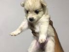 Pomeranian