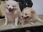 Pomeranian Dog