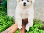 Pomeranian Puppies