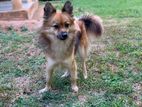 Pomeranian