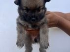 Pomeranian Puppy