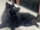 Pomeranian for Crossing