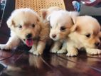 Pomeranian Puppies