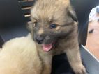 Pomeranian Puppy