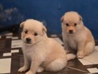 Pomeranian Puppy