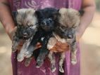 Pomeranian Puppies