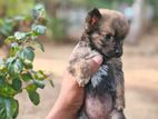 Pomeranian Puppies