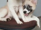 Pomeranian Japanese Spitz Mix Puppies